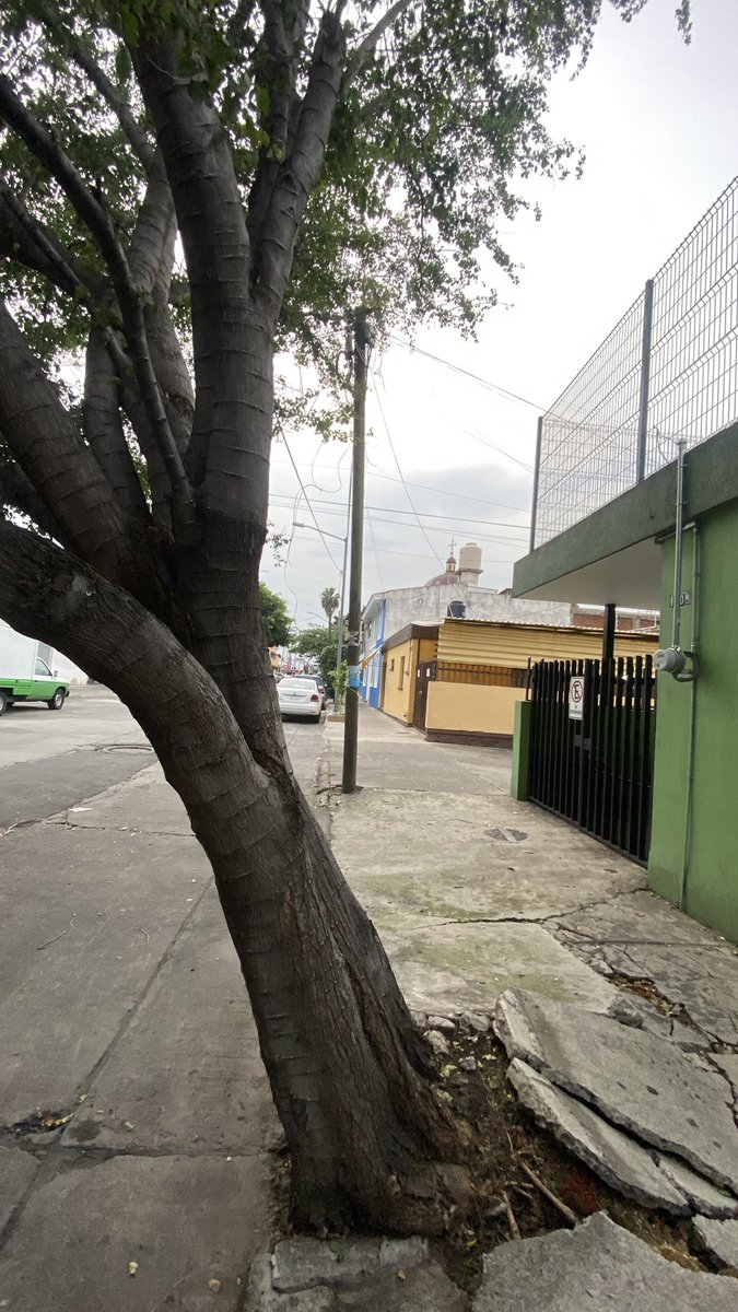 eduardoalmo's tweet photo. Cada vez que paso este árbol se ve más inclinado. Y con estas lluvias fuertes representa un peligro para los automovilistas, peatones, y habitantes de la colonia Morelos. Hay muchos cables de @totalplaymx @TotalplayAyuda @TELMEXSoluciona @CFEmx La calle es Pino a unos metros de av. Colón, estación Santa Filomena. 

Se pide a las autoridades actuar a tiempo: @VeroDelgadilloG @GuadalajaraGob @PCYBOMGDL 

@Trafico_ZMG @nmasguadalajara