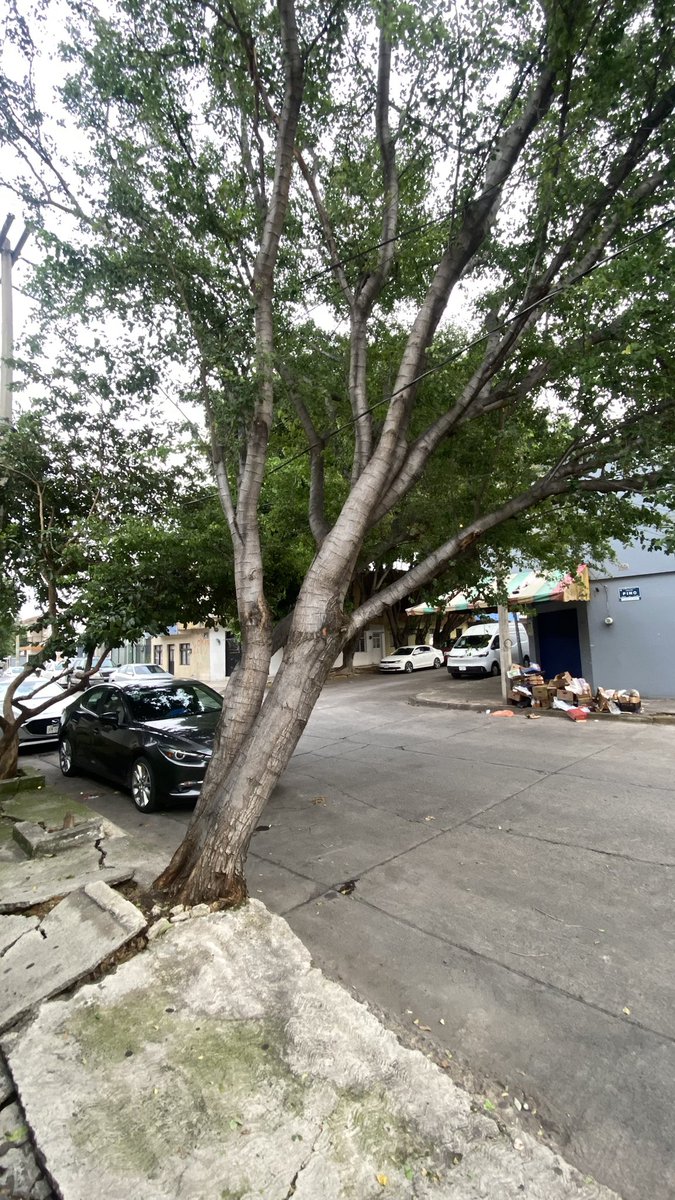 eduardoalmo's tweet photo. Cada vez que paso este árbol se ve más inclinado. Y con estas lluvias fuertes representa un peligro para los automovilistas, peatones, y habitantes de la colonia Morelos. Hay muchos cables de @totalplaymx @TotalplayAyuda @TELMEXSoluciona @CFEmx La calle es Pino a unos metros de av. Colón, estación Santa Filomena. 

Se pide a las autoridades actuar a tiempo: @VeroDelgadilloG @GuadalajaraGob @PCYBOMGDL 

@Trafico_ZMG @nmasguadalajara
