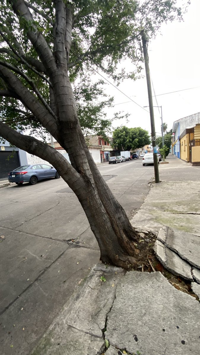 eduardoalmo's tweet photo. Cada vez que paso este árbol se ve más inclinado. Y con estas lluvias fuertes representa un peligro para los automovilistas, peatones, y habitantes de la colonia Morelos. Hay muchos cables de @totalplaymx @TotalplayAyuda @TELMEXSoluciona @CFEmx La calle es Pino a unos metros de av. Colón, estación Santa Filomena. 

Se pide a las autoridades actuar a tiempo: @VeroDelgadilloG @GuadalajaraGob @PCYBOMGDL 

@Trafico_ZMG @nmasguadalajara