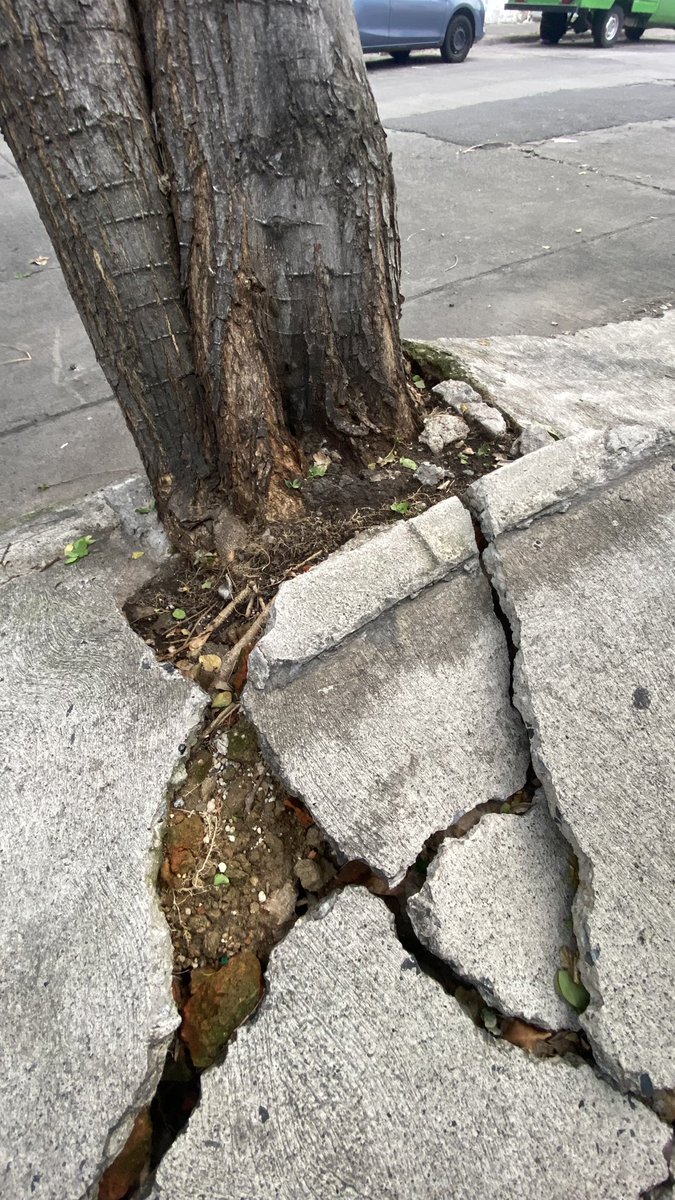 eduardoalmo's tweet photo. Cada vez que paso este árbol se ve más inclinado. Y con estas lluvias fuertes representa un peligro para los automovilistas, peatones, y habitantes de la colonia Morelos. Hay muchos cables de @totalplaymx @TotalplayAyuda @TELMEXSoluciona @CFEmx La calle es Pino a unos metros de av. Colón, estación Santa Filomena. 

Se pide a las autoridades actuar a tiempo: @VeroDelgadilloG @GuadalajaraGob @PCYBOMGDL 

@Trafico_ZMG @nmasguadalajara