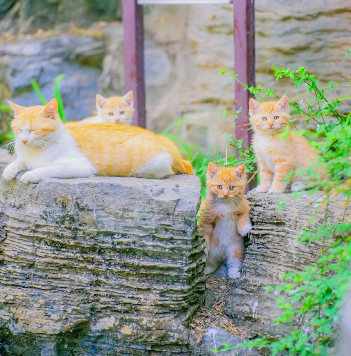 Monster49408447's tweet photo. The sweet little orange cat family 🐱
Mom cat and her fluffy kittens enjoying the peaceful afternoon.
 
#Cats #Kittens #OrangeCats #CatLovers #CuteAnimals #nature #photo https://t.co/zkL4TRNaJE