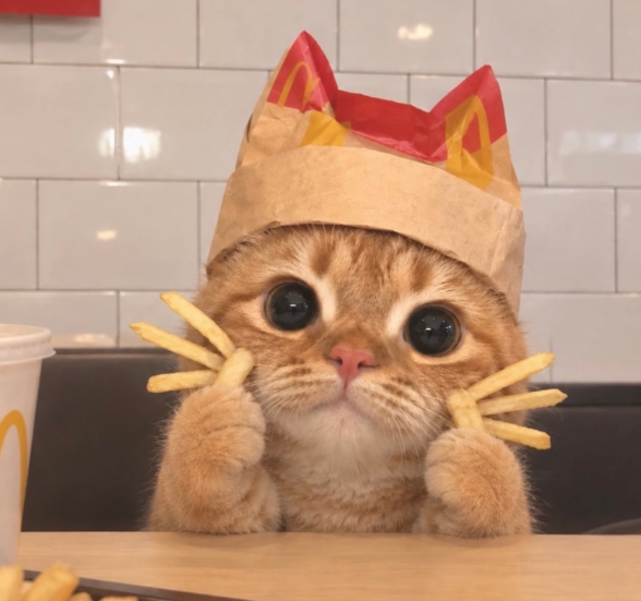 McCat__'s tweet photo. Just Launched $MCCAT on @LaunchOnSF 

Holders Get Rewarded with : solana:XsqE9cRRpzxcGKDXj1BJ7Xmg4GRhZoyY1KpmGSxAWT2 

Website : https://t.co/1QKD8AGGqe

https://t.co/rEckvmvtdf https://t.co/J2Od53Ab2d