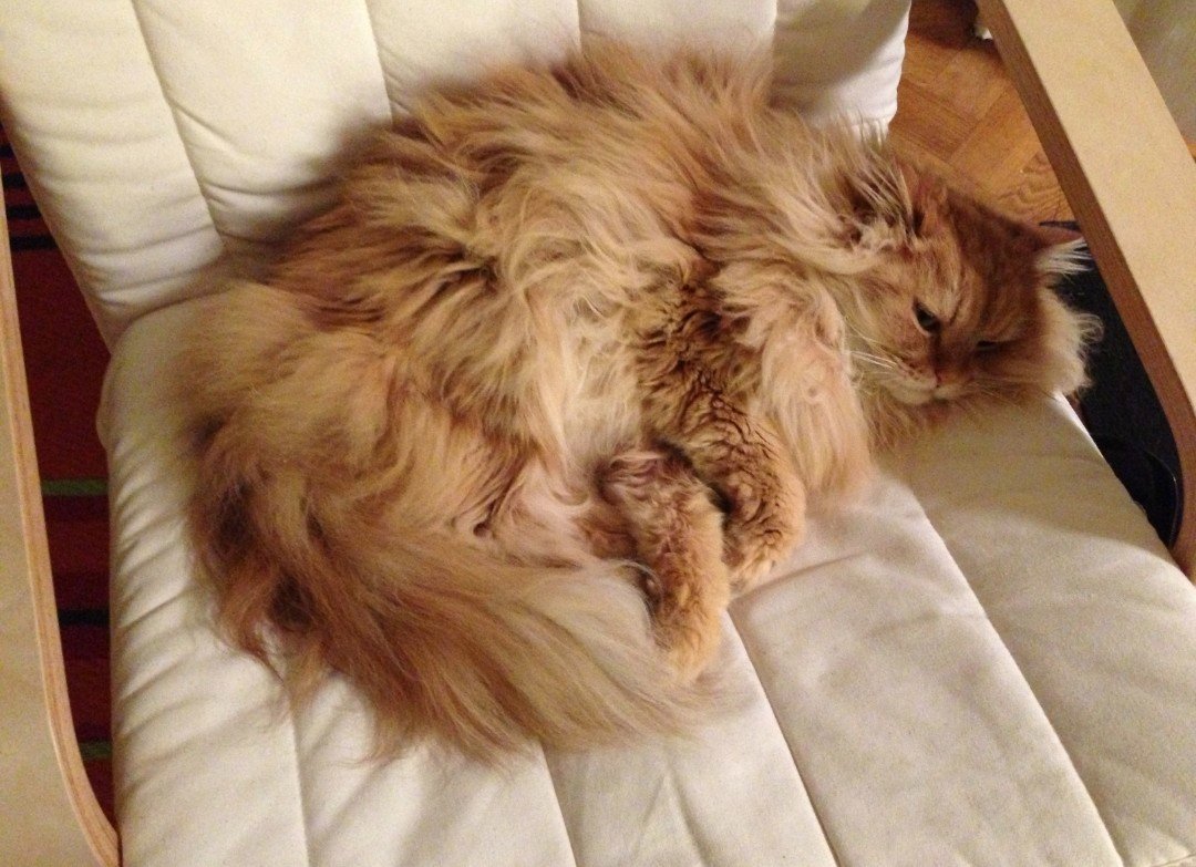 uxcxdx's tweet photo. @LynAldenContact Part of the fabric of Egypt. My sis rescued this one while living there, def the wrong hair for Cairo. Had a very good life 😊 https://t.co/4cdeVGtVLl
