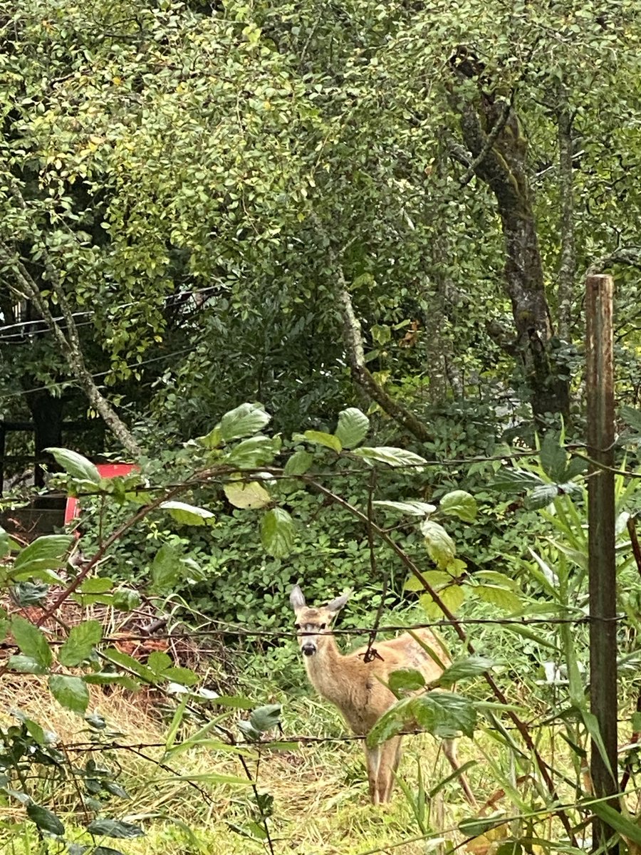 BarbiBlacker777's tweet photo. Ran into Bambi. Some Sunday ❤️ https://t.co/gl3YHEMwWc