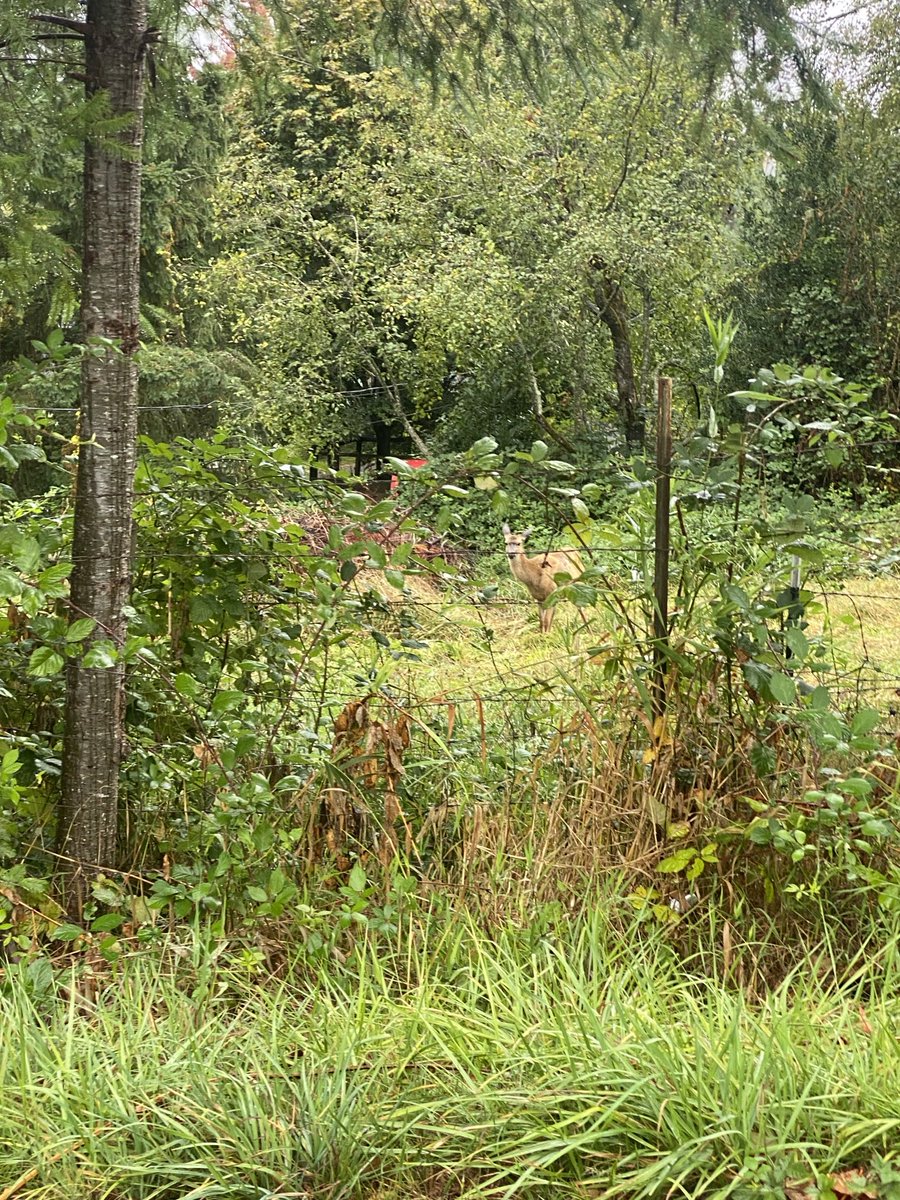 BarbiBlacker777's tweet photo. Ran into Bambi. Some Sunday ❤️ https://t.co/gl3YHEMwWc