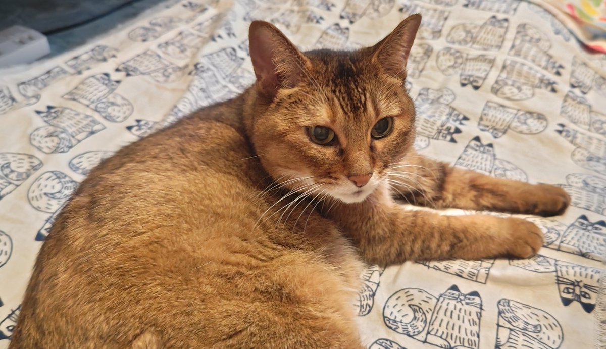 kikitolala1's tweet photo. おはようございます。

#猫のいる暮らし https://t.co/XtqHkyjIu9