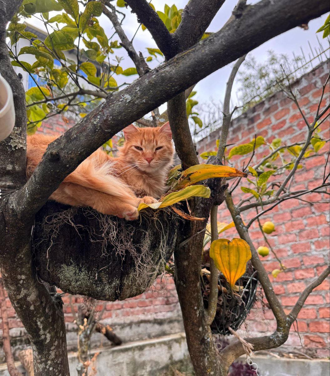 umaru91's tweet photo. Su primera foto cuando la fuimos a adoptar al otro lado de la ciudad// su última foto siendo reina de su árbol de limas https://t.co/xZ84e2eZg0