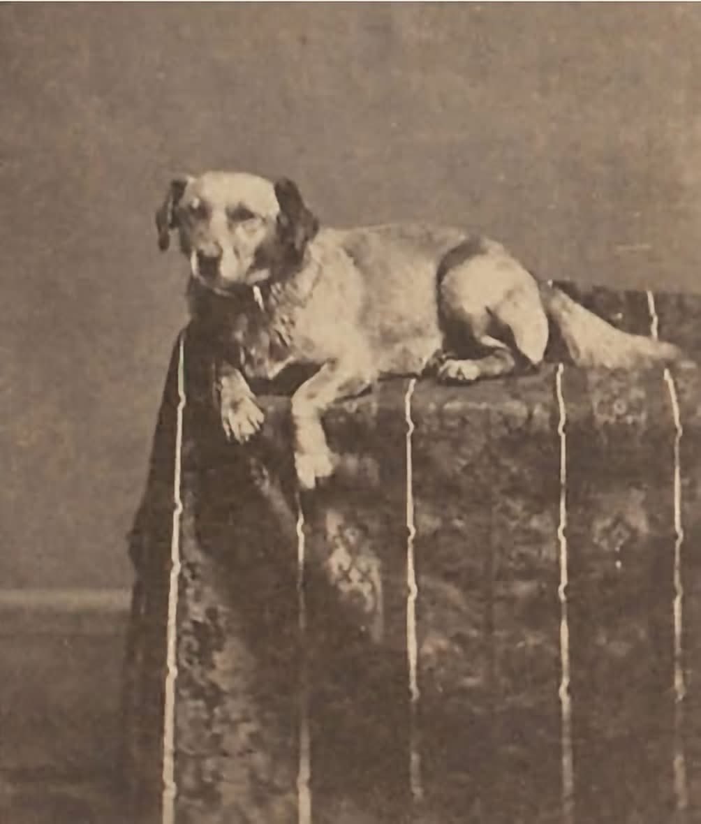 EchoesofWarYT's tweet photo. Abraham Lincoln's beloved Fido was the first Presidential dog to be photographed. (1861) https://t.co/Il75WLFNm6