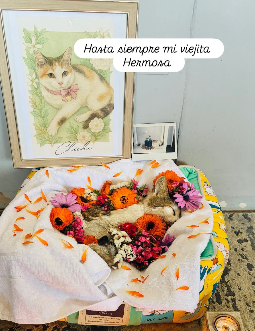 ismaelpitin's tweet photo. Anoche nos dejó una parte importante de la vida y el equipo, la chichi viejita, una gata tan fuerte y guerrera que nos acompañó por 15 años e incluso no sabemos cuanto más vivió, hermosa, digna, una señorita, nos acompañaba en cada asado y comida, sabía de la vida buena. Te amo. https://t.co/J8mXCHaX41