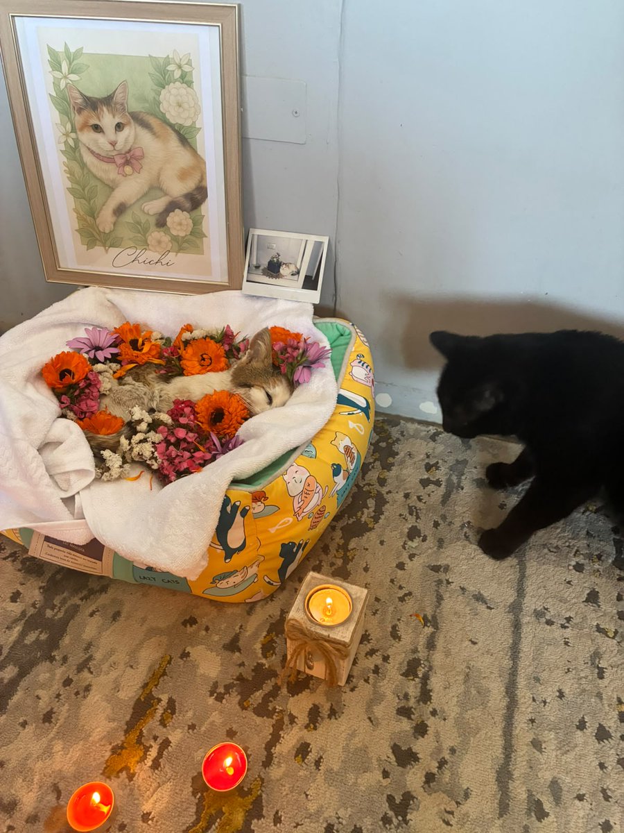 ismaelpitin's tweet photo. Anoche nos dejó una parte importante de la vida y el equipo, la chichi viejita, una gata tan fuerte y guerrera que nos acompañó por 15 años e incluso no sabemos cuanto más vivió, hermosa, digna, una señorita, nos acompañaba en cada asado y comida, sabía de la vida buena. Te amo. https://t.co/J8mXCHaX41