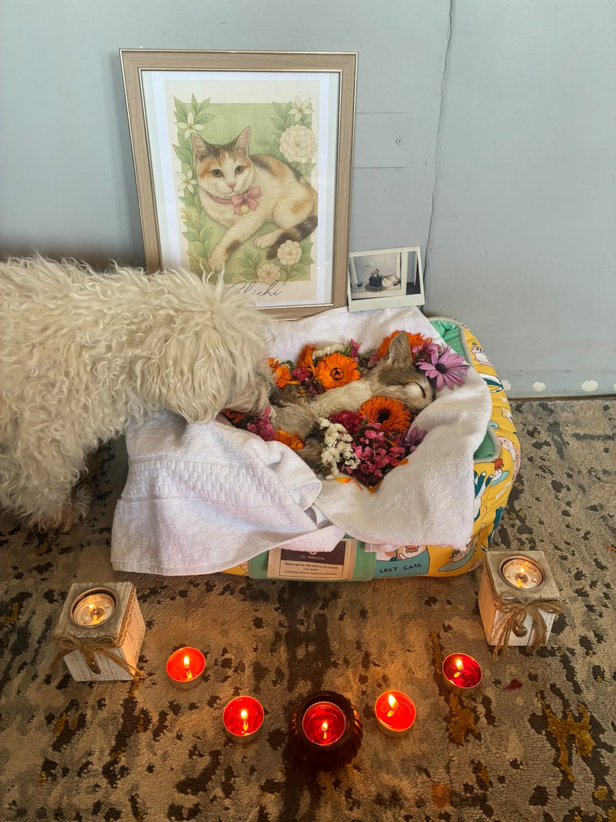 ismaelpitin's tweet photo. Anoche nos dejó una parte importante de la vida y el equipo, la chichi viejita, una gata tan fuerte y guerrera que nos acompañó por 15 años e incluso no sabemos cuanto más vivió, hermosa, digna, una señorita, nos acompañaba en cada asado y comida, sabía de la vida buena. Te amo. https://t.co/J8mXCHaX41
