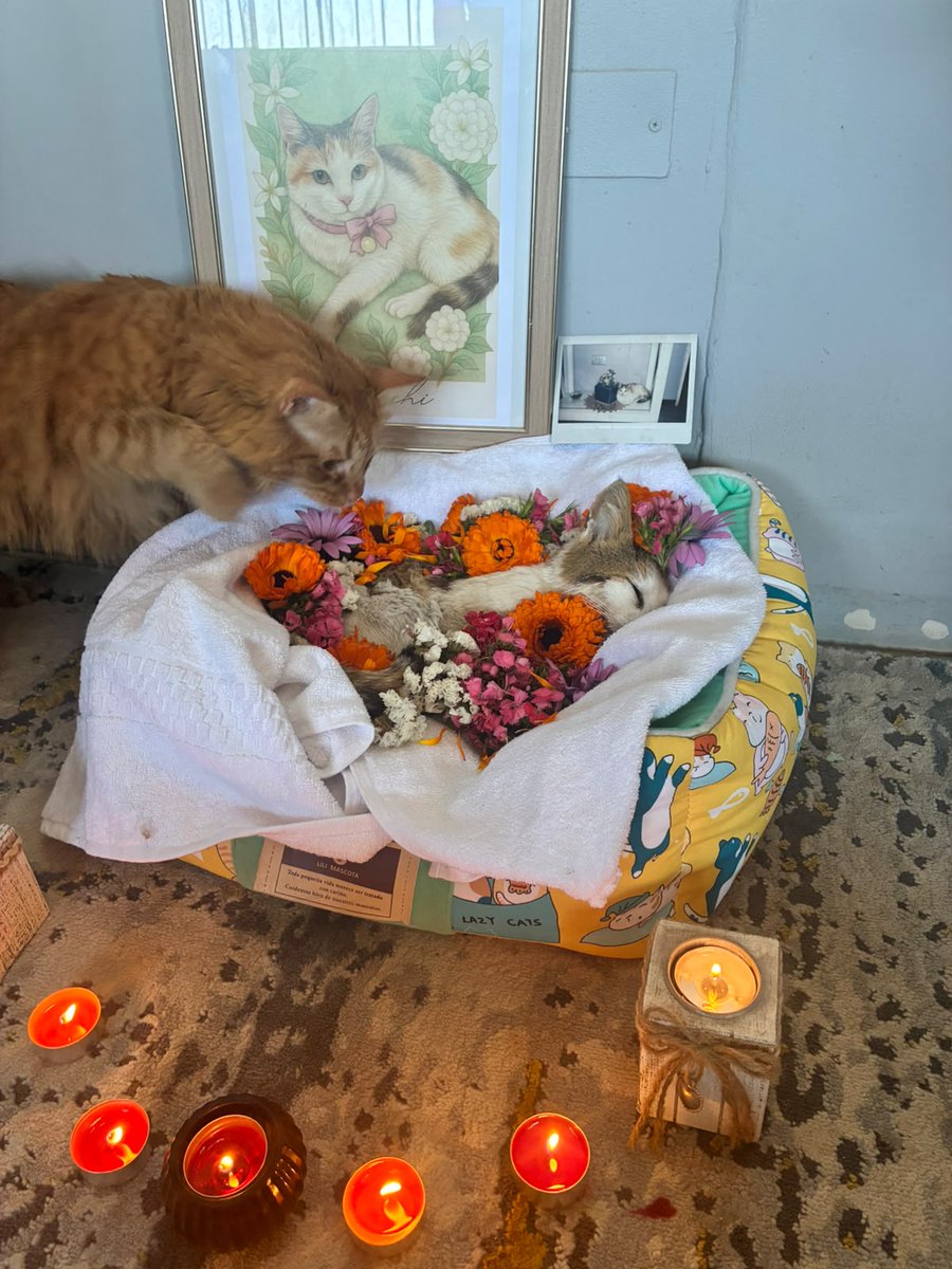 ismaelpitin's tweet photo. Anoche nos dejó una parte importante de la vida y el equipo, la chichi viejita, una gata tan fuerte y guerrera que nos acompañó por 15 años e incluso no sabemos cuanto más vivió, hermosa, digna, una señorita, nos acompañaba en cada asado y comida, sabía de la vida buena. Te amo. https://t.co/J8mXCHaX41