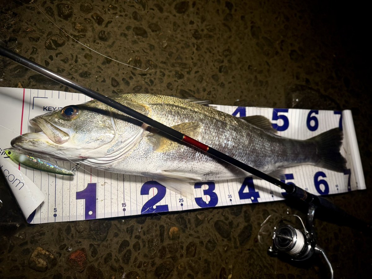 512Fuki's tweet photo. 大阪湾にも恵みの雨が降ってくれて河川が好調子🎣

#バレーヌ100fl https://t.co/DY6sYe6xrY