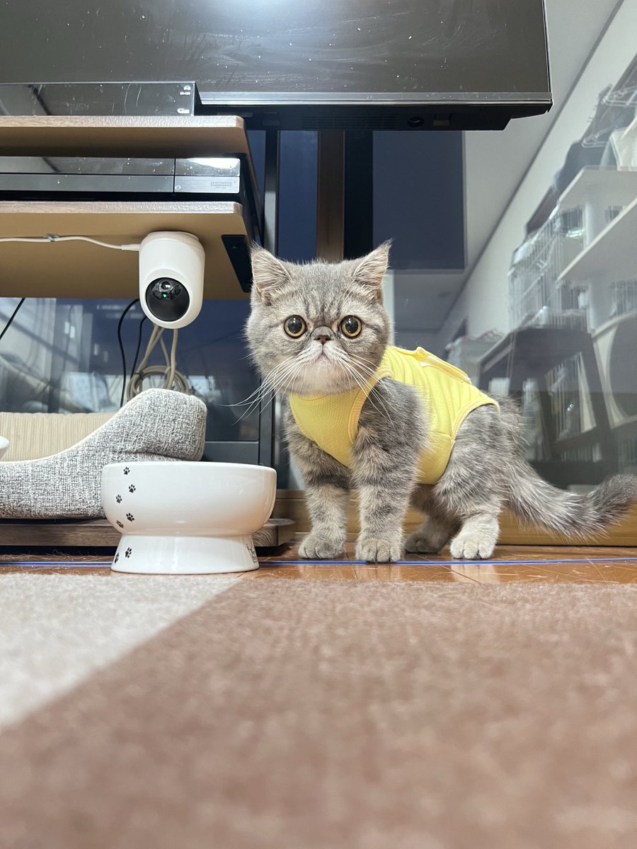 noritaro3333's tweet photo. おはようございます
ぽこちゃん
表情が元に戻りつつあります
経過良好です https://t.co/O9gasQpIkb