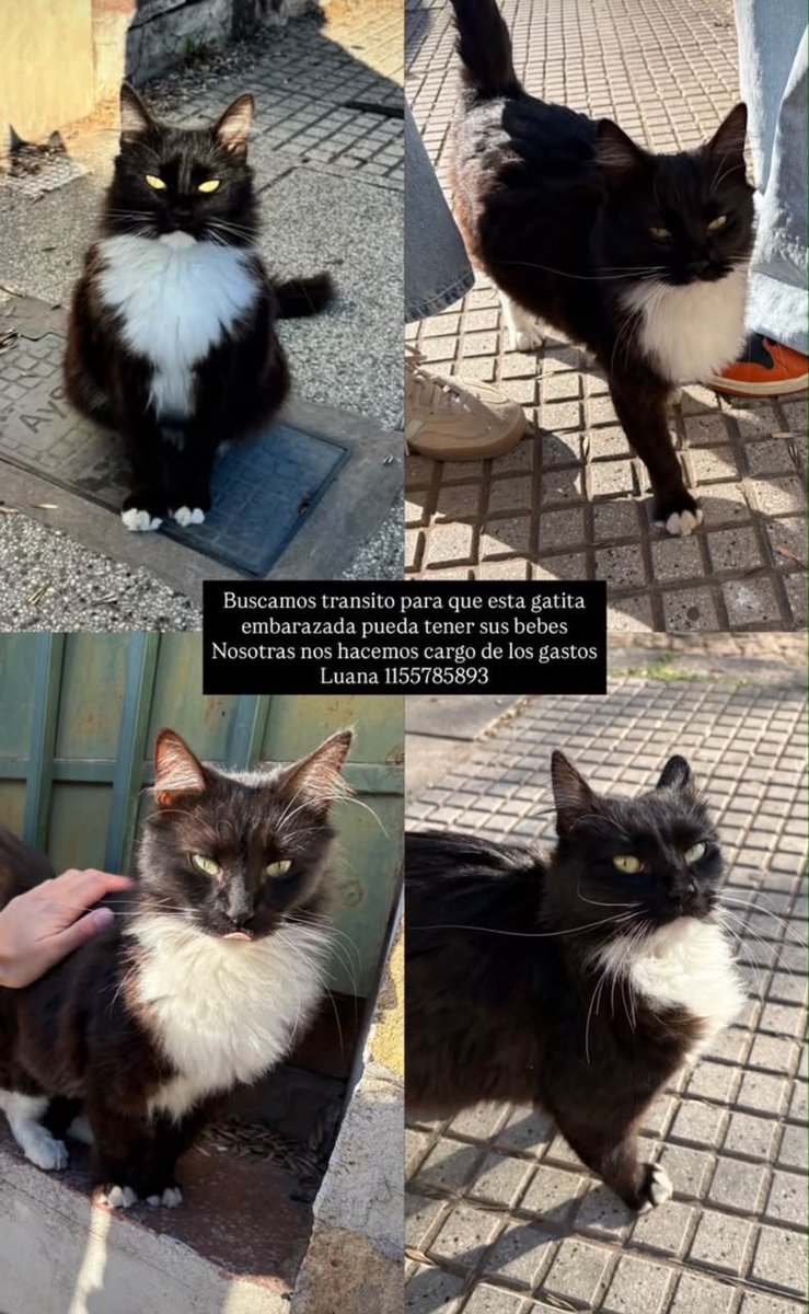 QueMiras_BA's tweet photo. Si me dan una mano aunque sea compartiendo 
Hay un teléfono en la publicación. 
O me escriben a mí 
Es urgente 🙏🏼😻
Maltrato y abandono https://t.co/0caVOn14PV