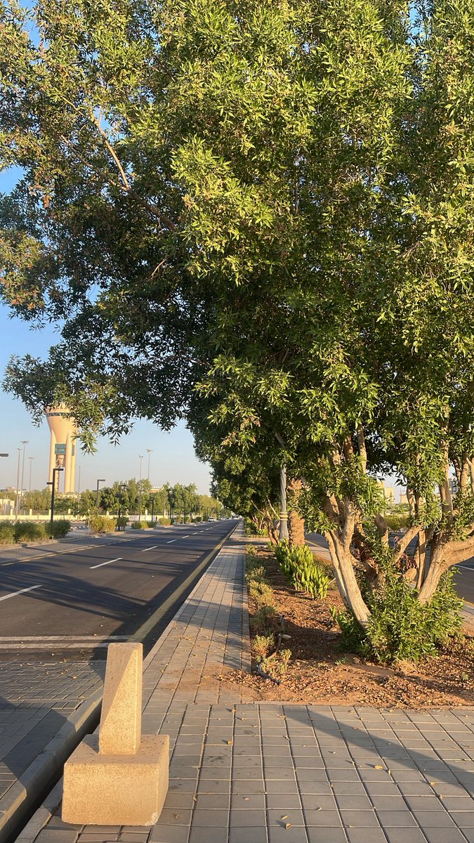 Najm6k's tweet photo. 🌿🍃🌳✨ https://t.co/3QOddMw5wx
