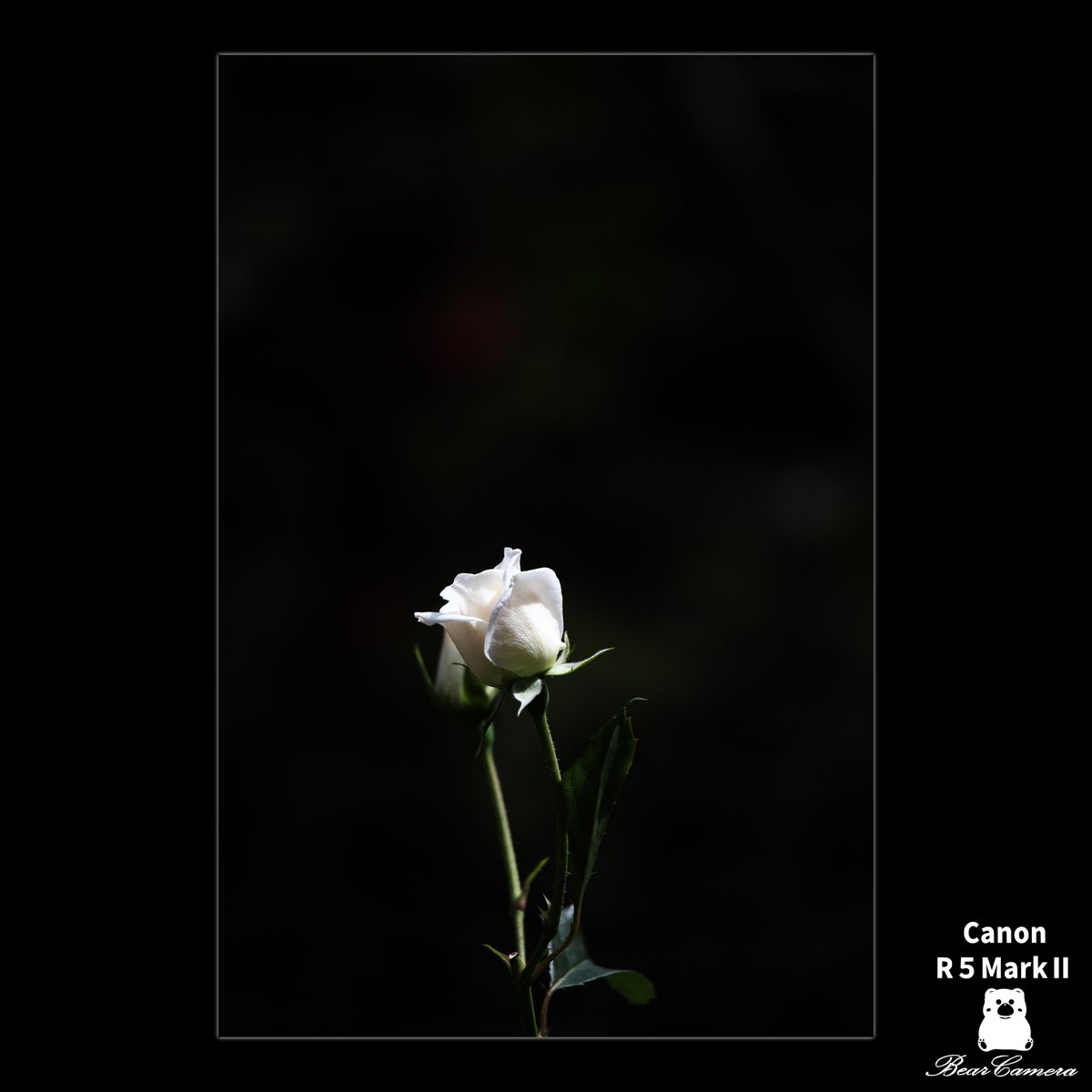 Nya1597994's tweet photo. 花々散歩　バラ
Flowers Walk
私の心を動かしたこと、もの
Things that moved my heart
#canon #eosr5 #flowers https://t.co/9rHCiF0wHT