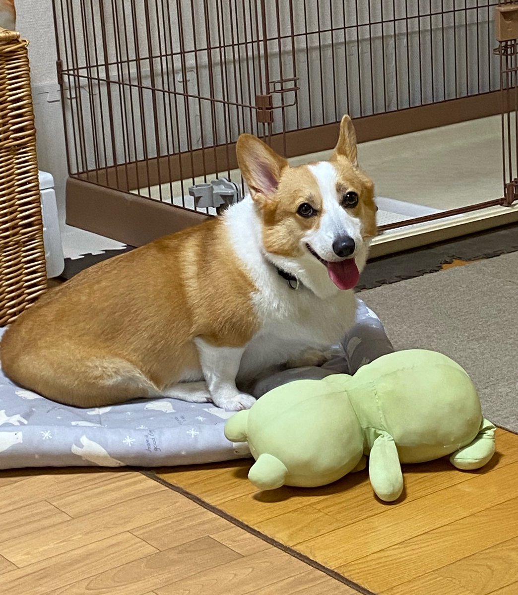 raraRAMU0221's tweet photo. 洗濯したお布団出してたら
その上で大好きなカエルさんと遊んでました🐶🐸
#welshcorgi #コーギー #小夏 #こなっちゃん https://t.co/5y2lXRKCFE
