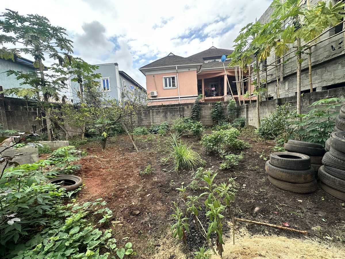 oladosu38's tweet photo. 3 days later >>>>>
I planted maize today 
#update https://t.co/Ct2HW334tr