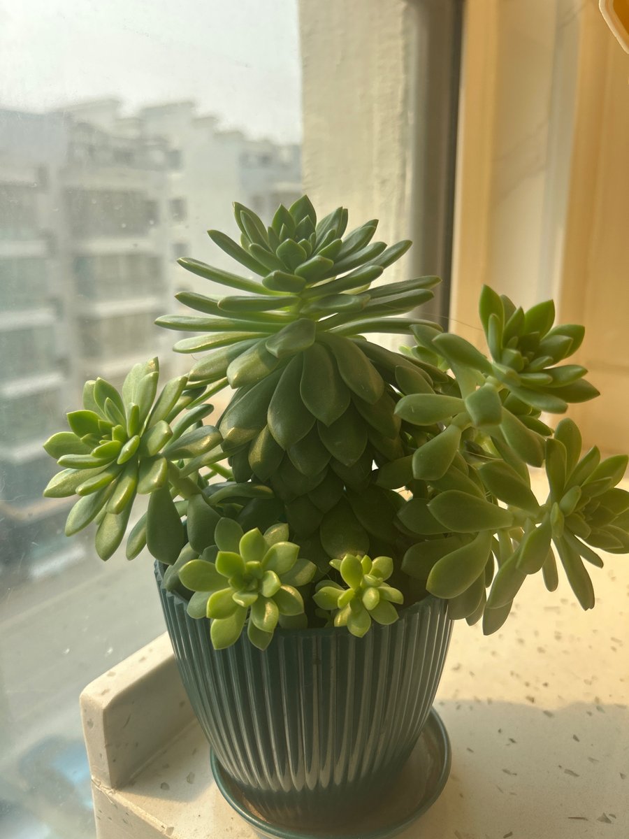 PearlSlaght's tweet photo. New to photography Start with mastering your phone’s native camera first—no fancy gear needed! Play with sunlight and basic composition, your journey’s just beginning. https://t.co/MloxmmFtb9