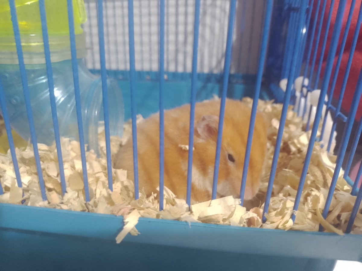 Machine_Hearty's tweet photo. Gata, eu não sou o Gundham Tanaka, mas tenho um hamster e posso enfeitiçar o seu coração https://t.co/KfLZ2jEHgF