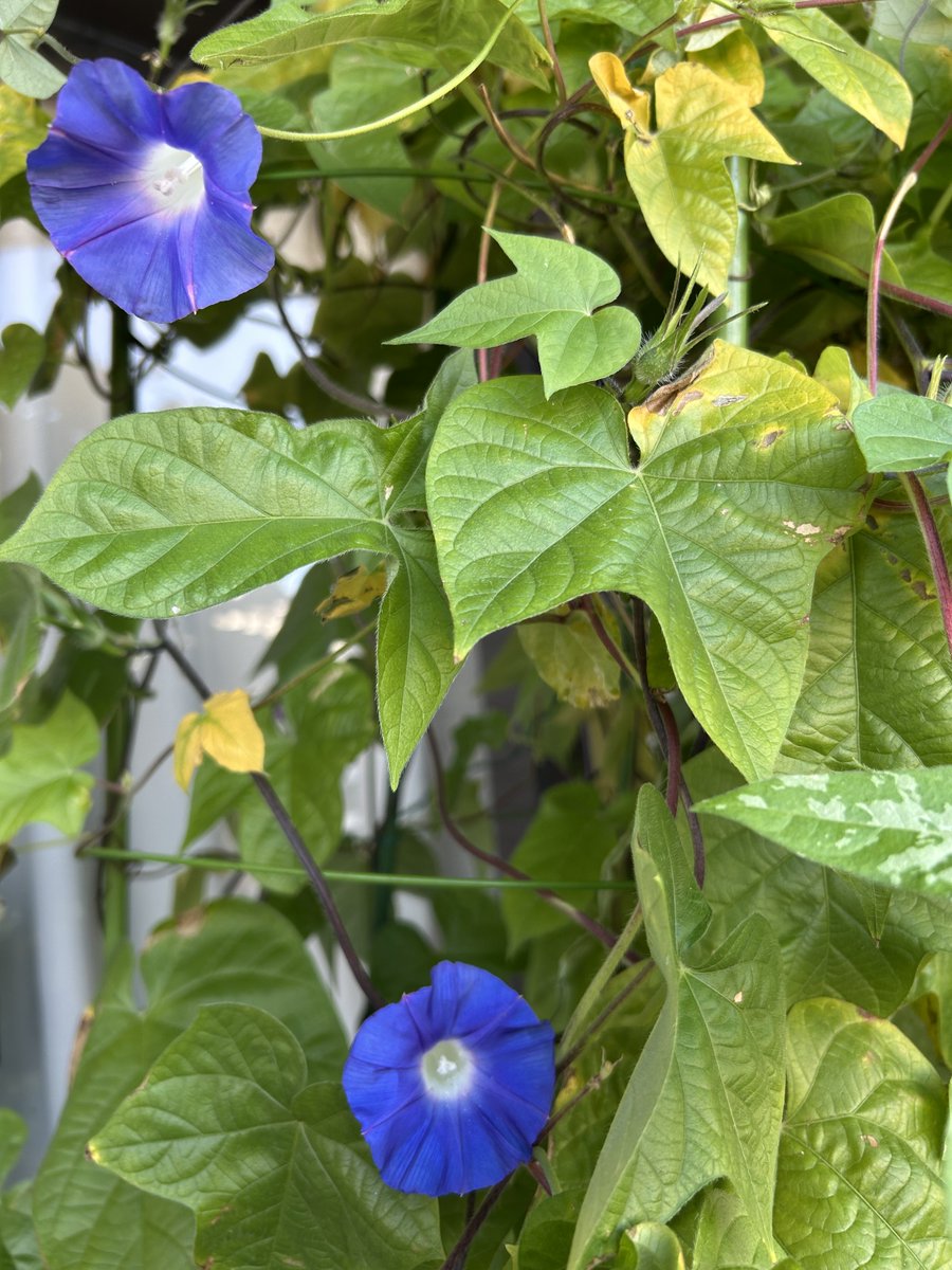 NOMAiga's tweet photo. 今朝のアサガオ。
小さいですが、8輪咲いてくれました。 https://t.co/GlBF2eSbHs