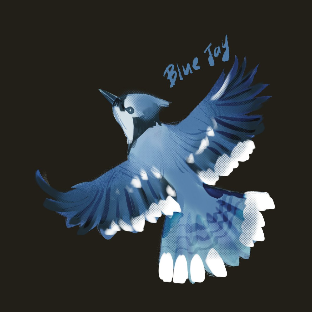 taleofcomet's tweet photo. Blue Jays are so lovely #birdtwt https://t.co/0P9noyPVhM