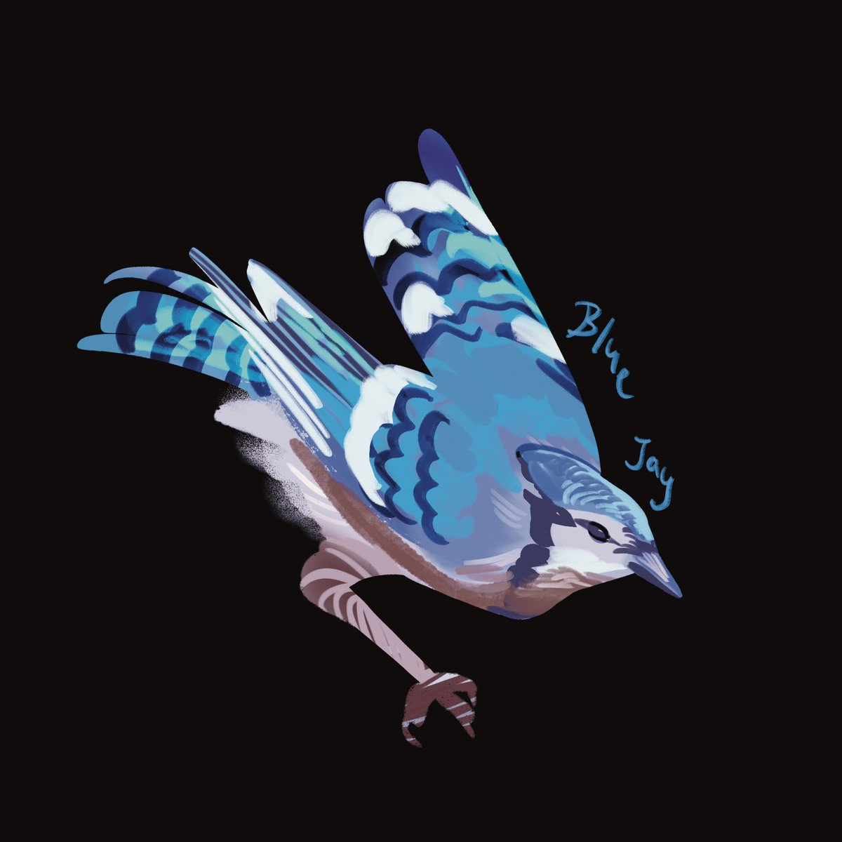 taleofcomet's tweet photo. Blue Jays are so lovely #birdtwt https://t.co/0P9noyPVhM