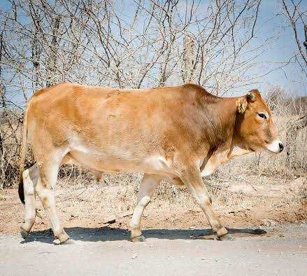 zimbabwewriter's tweet photo. Two men from Guyu, Matabeleland South, have each been jailed for nine years after slaughtering a Botswana branded cow that had strayed into Zimbabwe.
Read more: https://t.co/Qhk5eulzbd
#ZimNow #Zimbabwe #Botswana https://t.co/4Ty6kvmQA0
