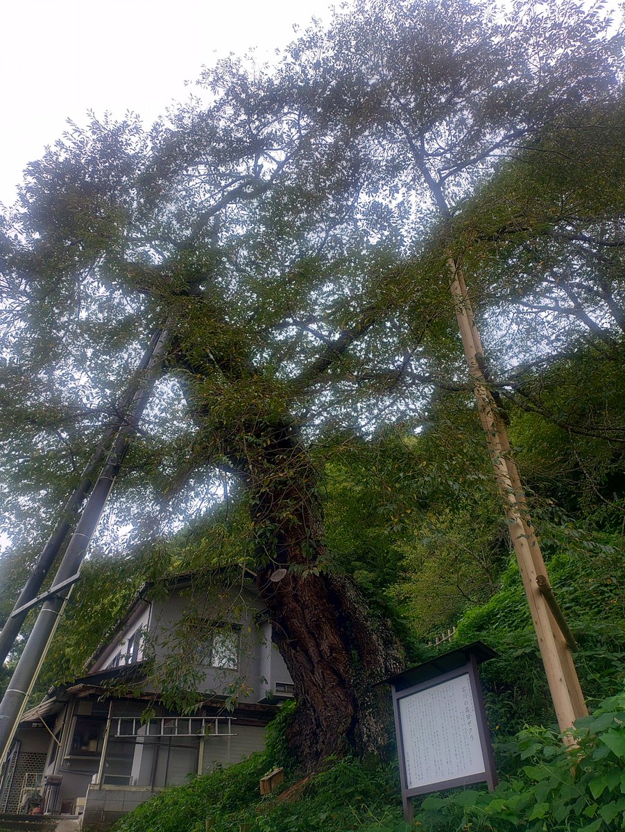 furesukuST's tweet photo. 今朝の高田桜…(⁠θ⁠‿⁠θ⁠)
曇り空…今日は晴れたり曇ったりの天気予報…午後は、にわか雨や雷雨もあるようですね
さて…
本日私は田村市にてお世話になります🙂‍↕️
今日も頑張っちゃおうぜ!
#空ネット
#イマソラ
#福島
#石川町 https://t.co/sK2A1NGYif