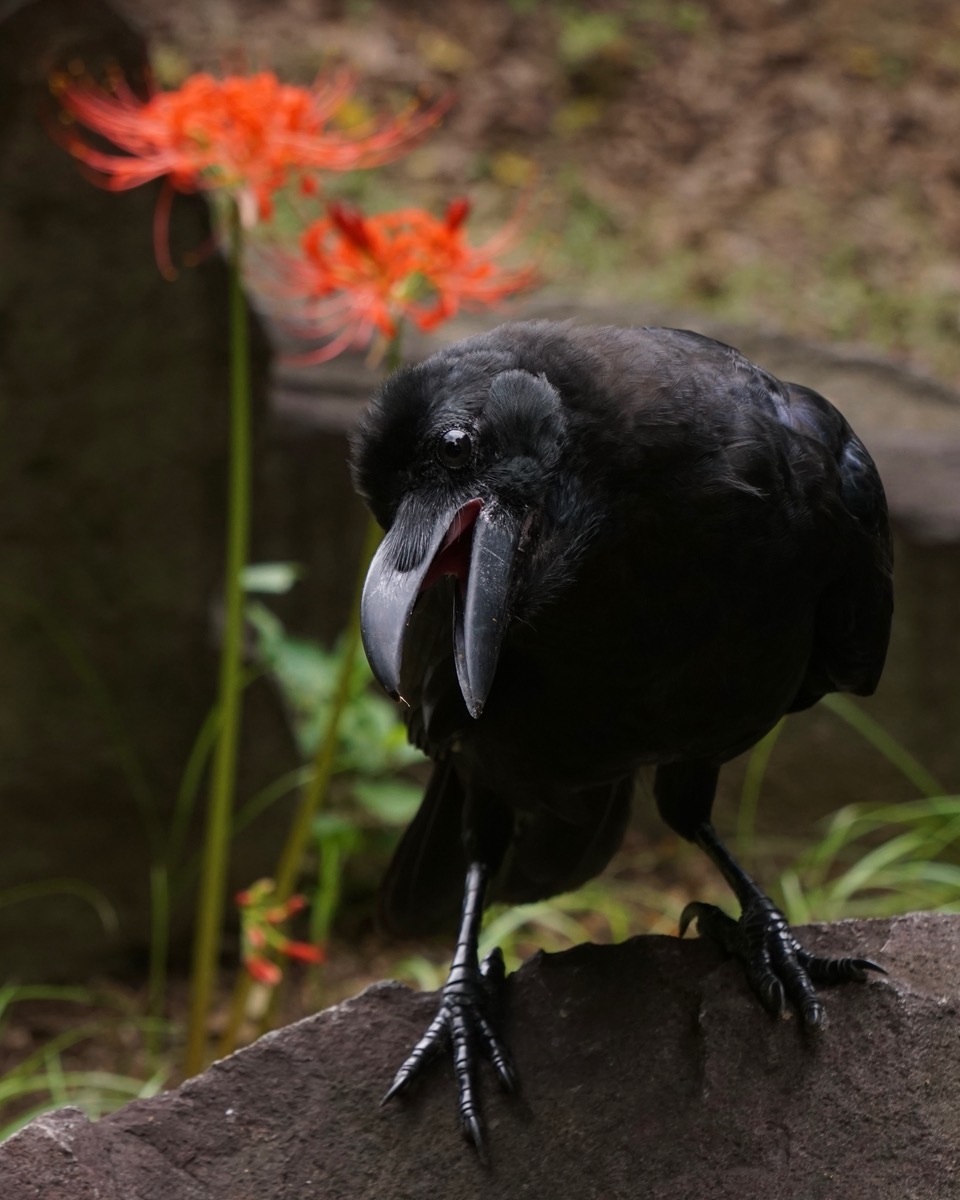 HFutakawa tweet picture