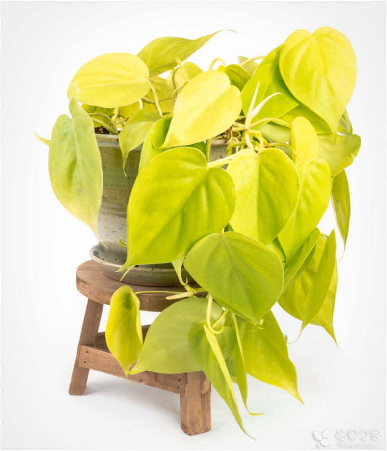 JaBeehler8q9's tweet photo. Pro tip for your pothos! Keep its leaves dust-free with a soft damp cloth—better light absorption = lusher growth. Swap 1/4 pot soil for worm castings monthly for steady nutrition. Let that green glow! https://t.co/66Qqmz6342