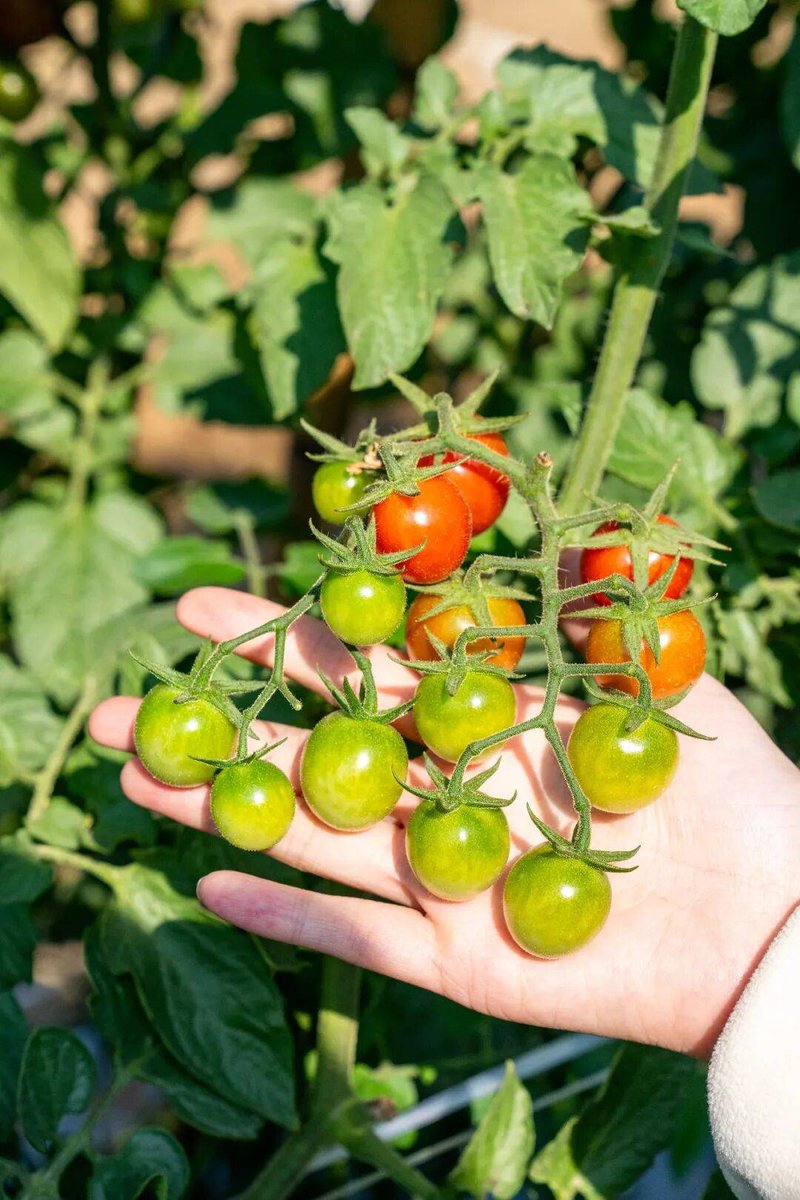 57lhWrs4fHYoZP1's tweet photo. Tomates cherry ecológicos, jugosos y llenos de sabor, ideales para ensaladas. Calidad que se nota en cada bocado!， https://t.co/PjxA3s9ddO