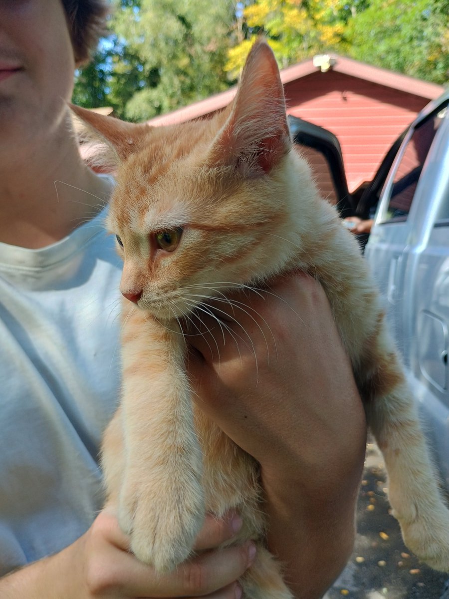 TommyApples80's tweet photo. Did my first lockout call today where a kitten was in the vehicle. The cat had locked the truck behind the owner. The entire time I was using the tools he would smack at them. He had fun. Took me 10x as long. Would recommend. https://t.co/MvQMiCHNjV