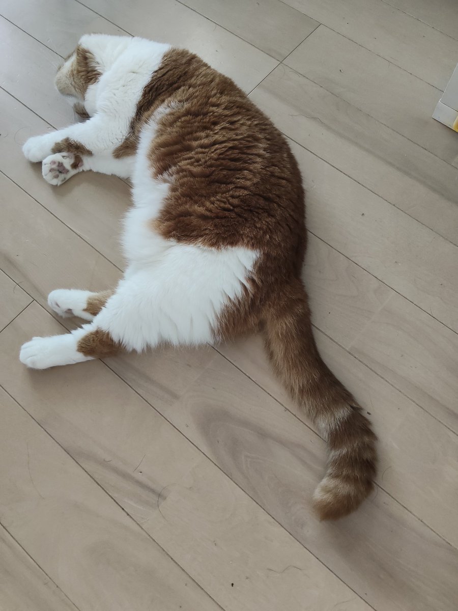 SaJun_noen's tweet photo. 今のやる気指数🐾 https://t.co/uydYyHv2Dp