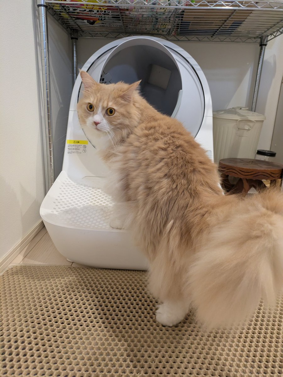 kiku_chiso's tweet photo. おはよー☂️

週末にトイレ洗いました🚻
きれい✨

#猫 #猫のいる暮らし #猫好きさんと繋がりたい #サイベリアン #自動猫トイレ https://t.co/JcstT84bzJ