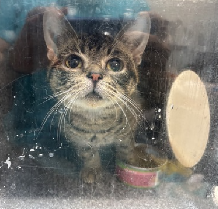 JLthekid9999's tweet photo. 🆘🆘 MUNECA (ID 263255), 6 YO, FEMALE –  IN MANHATTAN ACC - came into the shelter as an owner surrender on 9/13/2026, with the surrender reason stated as person circumstance - owner elderly.    🆘🆘 😿 😿 😿 😿

➡️TBD 9/15/26

➡️ MEDICAL PRIORITY – NEEDS MORE CARE AND ATTENTION THAN THE SHELTER CAN PROVIDE –IN MAIN MEDICAL😱😱😱

➡️ 🆘🆘  1ST Chance on Emergency Placement List – VERY URGENT – 🆘🆘 😱🔥🔥😱

➡️ 1 DAY(S) IN SHELTER – TOO LONG – TIME IS RUNNING OUT

➡️ MUNECA IS ON THE EPL FOR MEDICAL REASONS -Muneca is a super friendly cat who was surrendered due to the owner unable to continue care for her. She is a mature adult cat with old hindlimb fractures. She may be prone to fractures in the future. On initial bloodwork, she has hypothyroidism. She needs follow up with repeat bloodwork. While in care she had a seizure, and has been stable while in care. Muneca will need daily maintenance with their medical conditions and further follow up with outside vet care.  This evaluation/diagnosis means that MUNECA will be given very little time for rescue/foster/adoption.🔥🔥🔥🔥

She has allowed all handling during her exams. ❤️ 😻❤️ 😻❤️ 😻

NEEDS OUT OF SHELTER ASAP –

Please RT or pledge, if you can, to save this little one.

@AdamsPaulGrimke

💔😿🙏Thank you