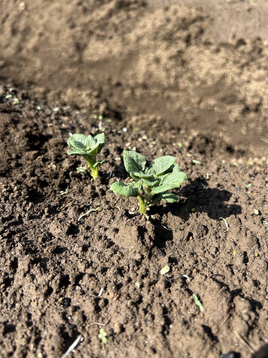yuyan_pace's tweet photo. 【昨日の家庭菜園】

🥦大根用の土づくり
🍆夏野菜の収穫

植え付けした分葱、玉ねぎ、じゃがいも、にんじんも芽が！

来週は葉物野菜の種まき！

#S株 #SBI証券 #個別株 #高配当株 #投資信託 #長期投資 #配当金 #不労所得 #ポイ活 #家庭菜園 https://t.co/nOwyqXNJuN