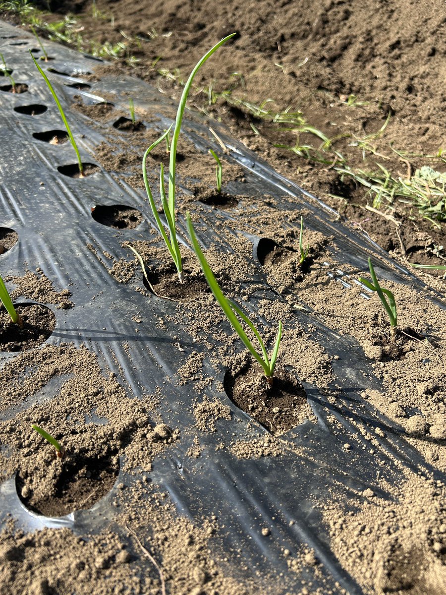 yuyan_pace's tweet photo. 【昨日の家庭菜園】

🥦大根用の土づくり
🍆夏野菜の収穫

植え付けした分葱、玉ねぎ、じゃがいも、にんじんも芽が！

来週は葉物野菜の種まき！

#S株 #SBI証券 #個別株 #高配当株 #投資信託 #長期投資 #配当金 #不労所得 #ポイ活 #家庭菜園 https://t.co/nOwyqXNJuN
