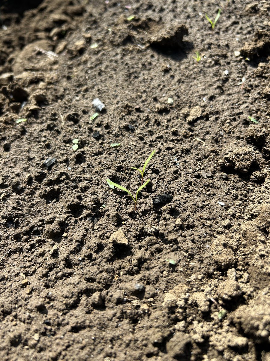 yuyan_pace's tweet photo. 【昨日の家庭菜園】

🥦大根用の土づくり
🍆夏野菜の収穫

植え付けした分葱、玉ねぎ、じゃがいも、にんじんも芽が！

来週は葉物野菜の種まき！

#S株 #SBI証券 #個別株 #高配当株 #投資信託 #長期投資 #配当金 #不労所得 #ポイ活 #家庭菜園 https://t.co/nOwyqXNJuN