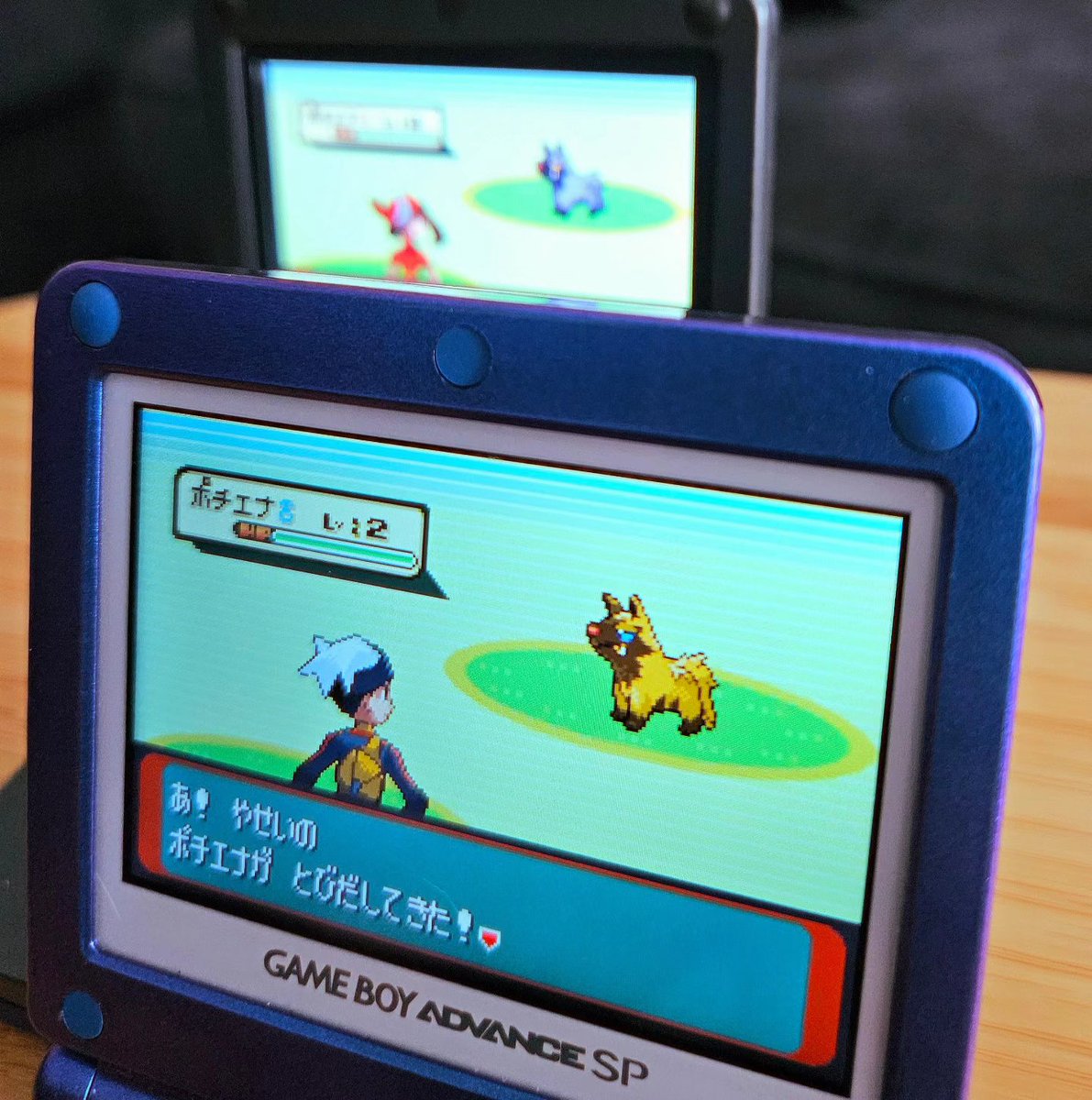 ShiningDanny1's tweet photo. 2nd uncatchable Pooch of the hunt after 6,518 Treecko seen!✨️🐶💛

#shinypoochyena #poochyena #rse #emeraldversion #fullodds #uncatchablepooch #shinyfail https://t.co/iGk4dwbeQG
