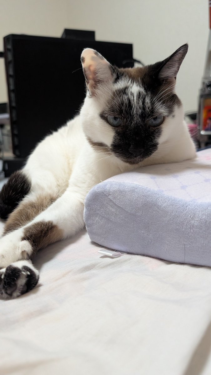MKTOAR's tweet photo. せっかくだからうちの子見てってくださいな🐱 https://t.co/8pT0DdXxSl