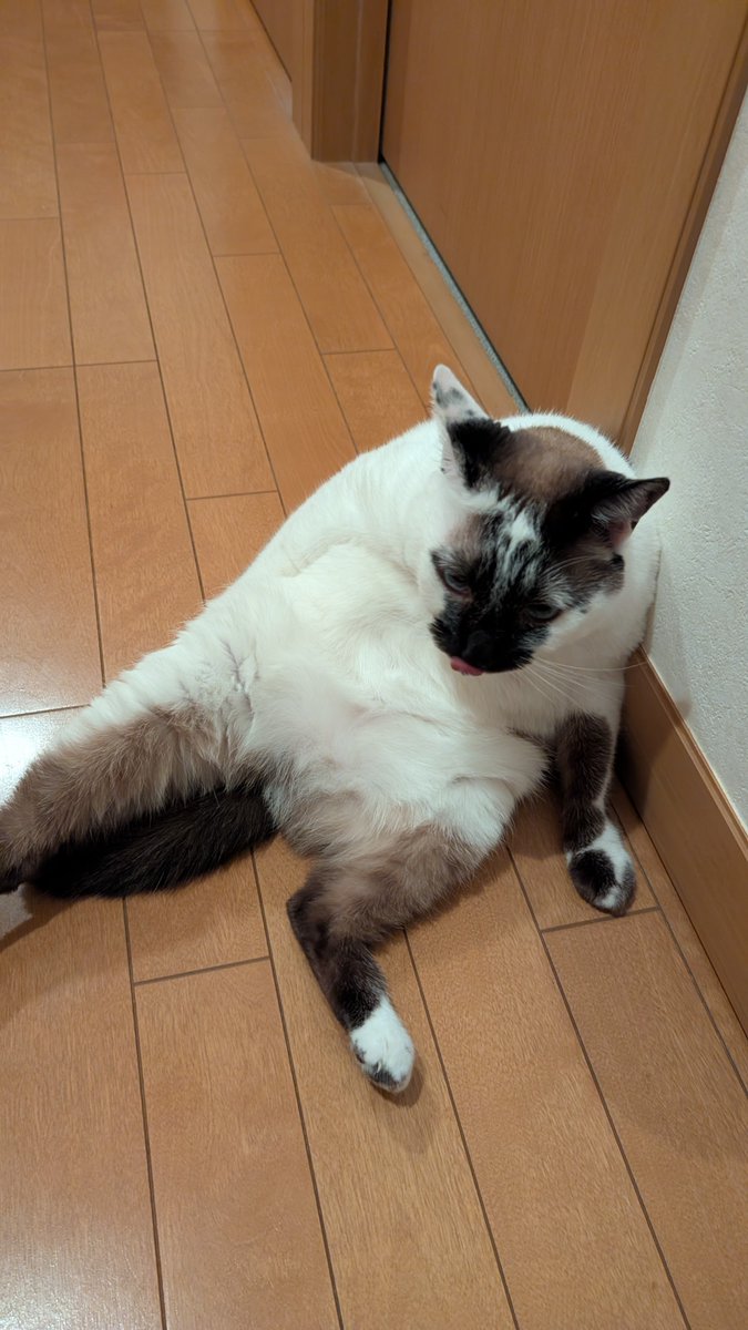 MKTOAR's tweet photo. せっかくだからうちの子見てってくださいな🐱 https://t.co/8pT0DdXxSl