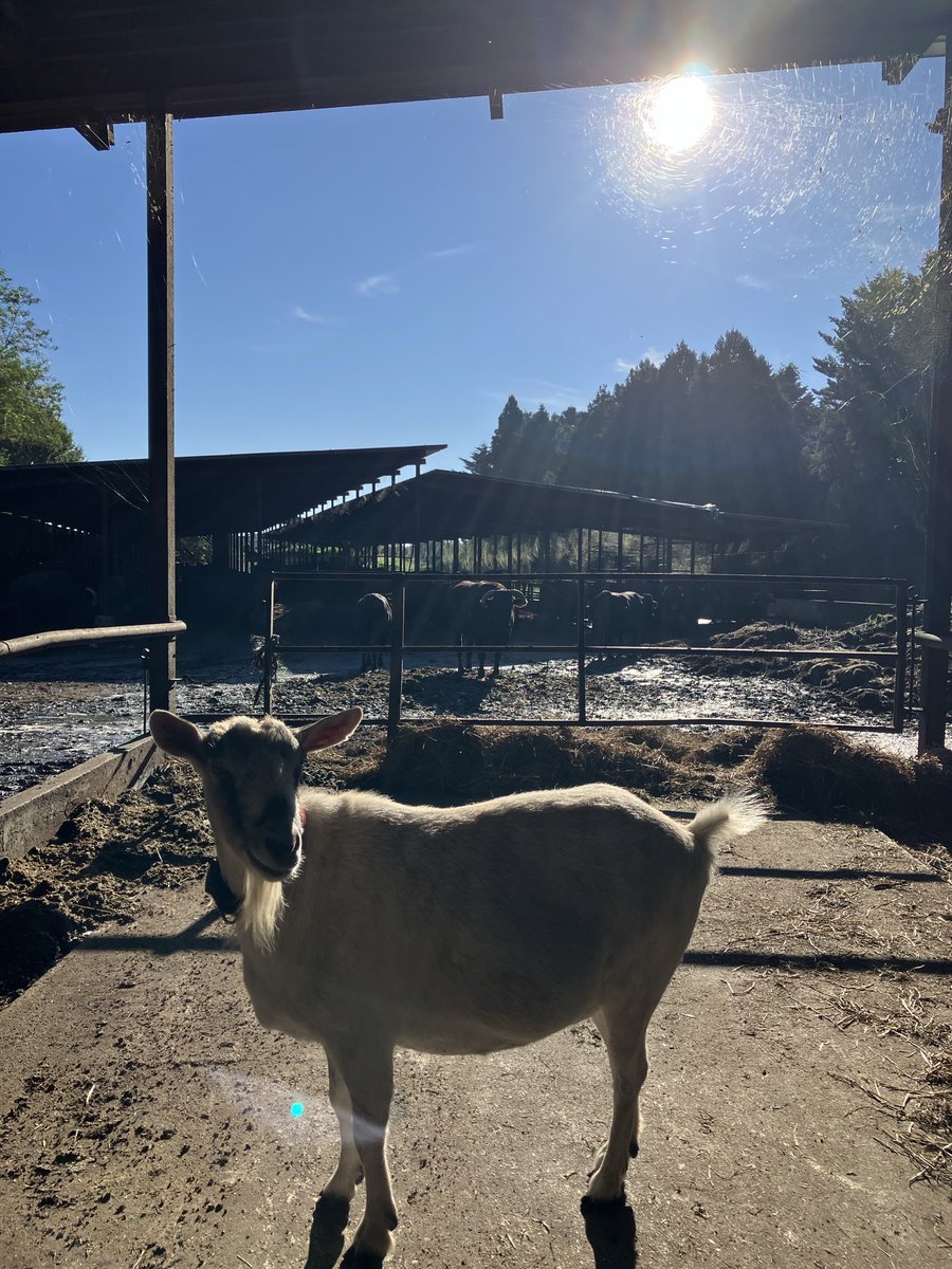 ariri1970's tweet photo. 2026.9.14 希望の牧場
晴れました☀️ https://t.co/VrbUh4YakO