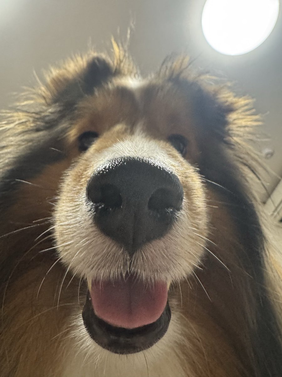 aporo3333's tweet photo. 寝坊して6時に散歩しました🐶

5時に一度目が覚めたのに
寝ちゃってごめんね🙇‍♀️ https://t.co/IS7I89p7BR