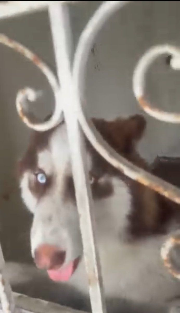 danegamez's tweet photo. PERRO EN CASA APARENTEMENTE ABANDONADA en Miraflores (Lima)
Vecinos lo escuchan llorar desde el viernes. Fue la policía pero no pueden entrar sin fiscal

@MuniMiraflores @renato_otiniano esto está sucediendo en el distrito. 
Escríbanme para darles la dirección exacta por favor. https://t.co/NdPQANDbAd