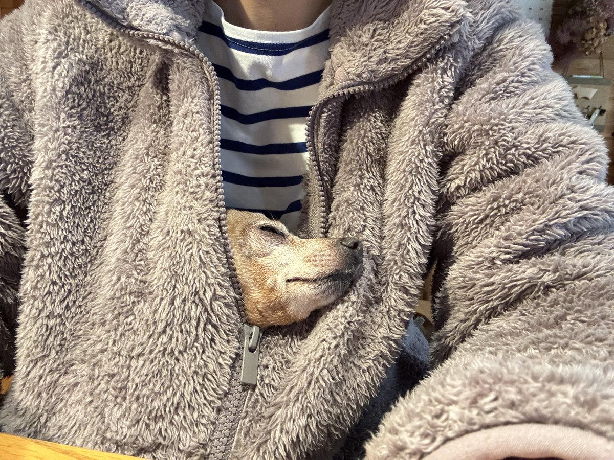 rumka313's tweet photo. 暑いけど、わんわんがフリースを着てほしいというので、着ました。
これを人は愛と呼ぶのでしょうか。
安心しきった顔を間近で見れて幸せです。 https://t.co/WKvvHNaODw