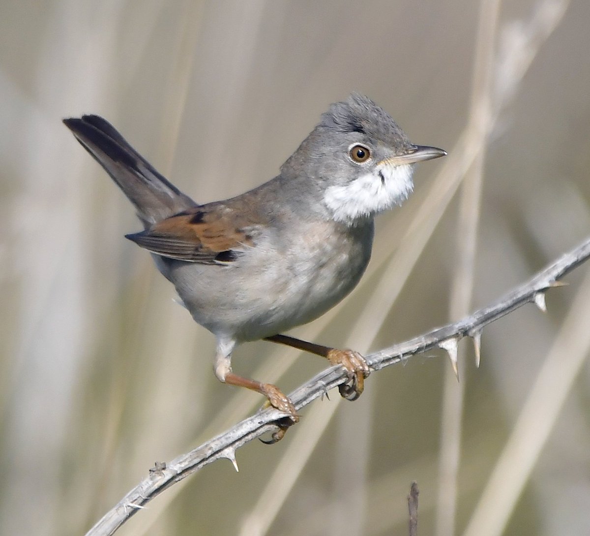 CarlBovisNature's tweet photo. A beautiful Whitethroat out in the open! 😍😀🐦 https://t.co/XMA70BT3nY