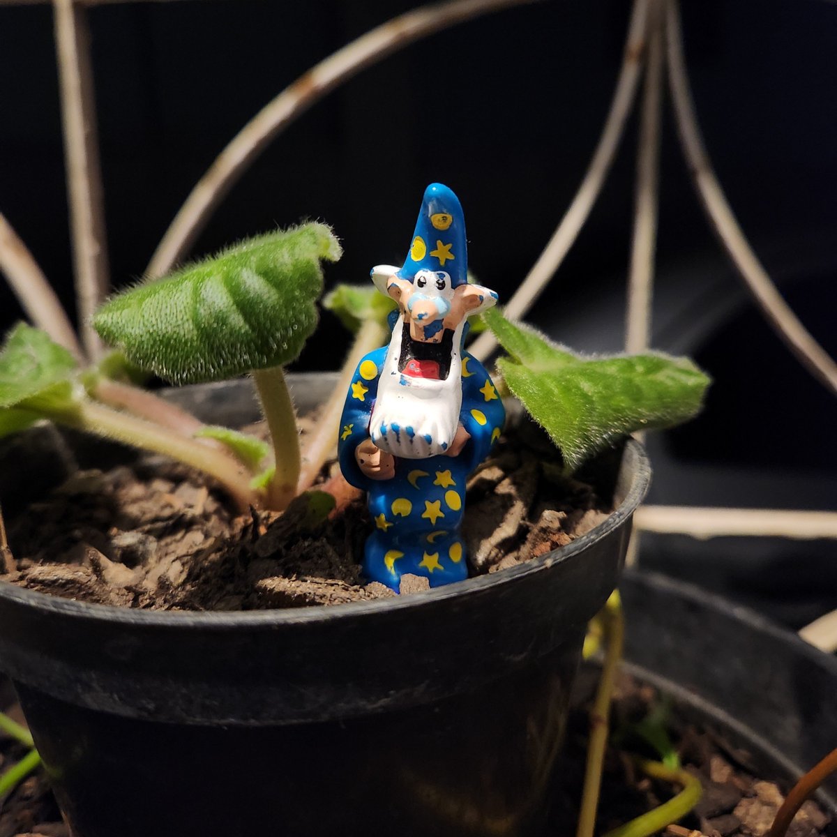 krini_cm's tweet photo. ele é o melhor enfeite de plantinha de todos os tempos https://t.co/WEDtytHGbD
