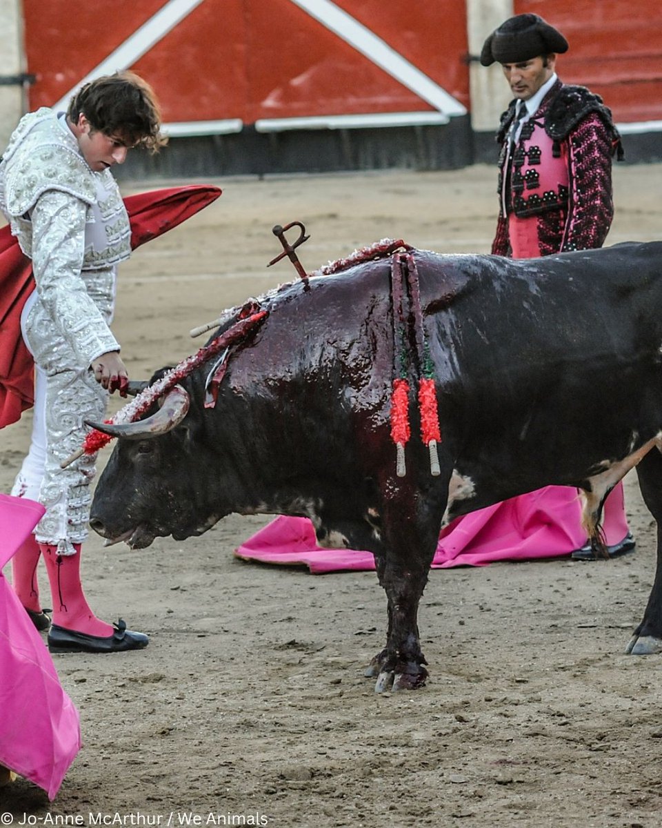 PETAUK's tweet photo. Bullfighting is a slow, painful death disguised as culture.
SHARE if you stand against animal torture. https://t.co/HYSrYvD8s2